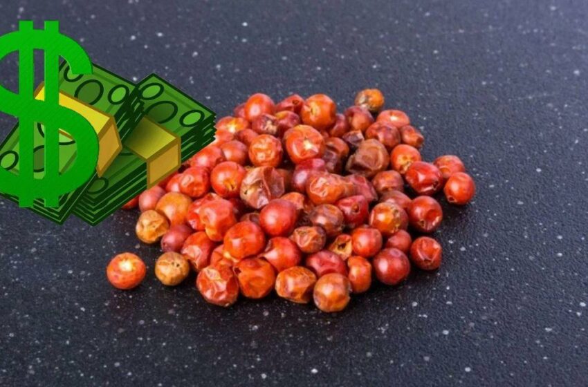  Venden el chiltepín hasta en $2 mil el kilo en Sonora; el oro rojo mexicano | Luz Noticias