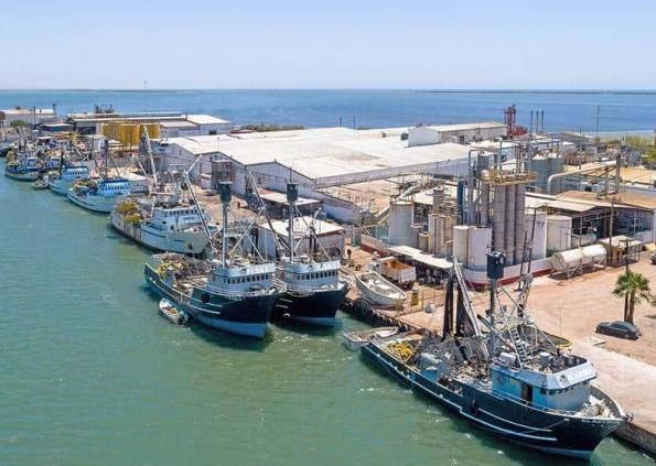  El Niño provoca la caída en un 50% de la producción sardinera en Sonora – Diario del Yaqui