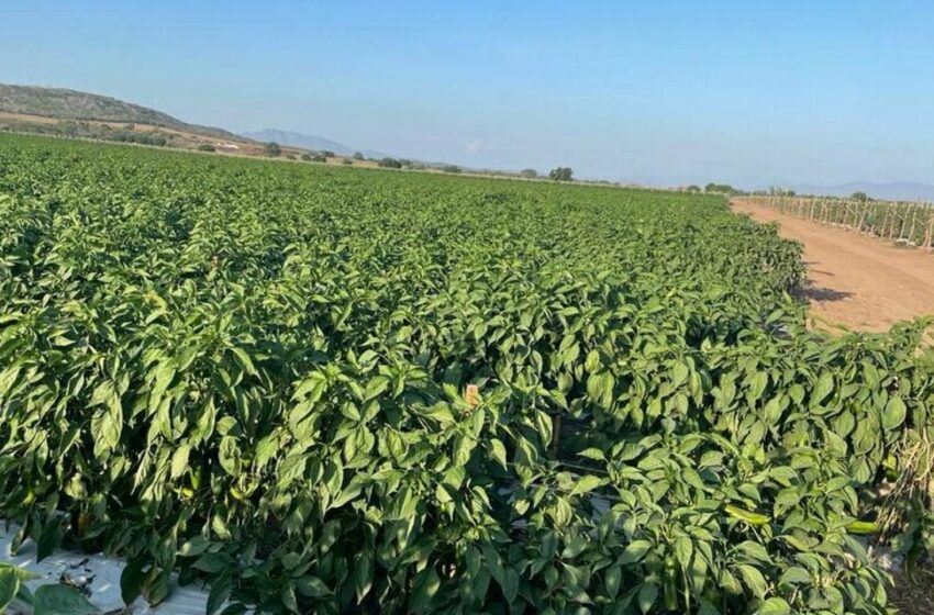  Frente frío en Sonora: evalúan autoridades afectaciones en cosechas por heladas