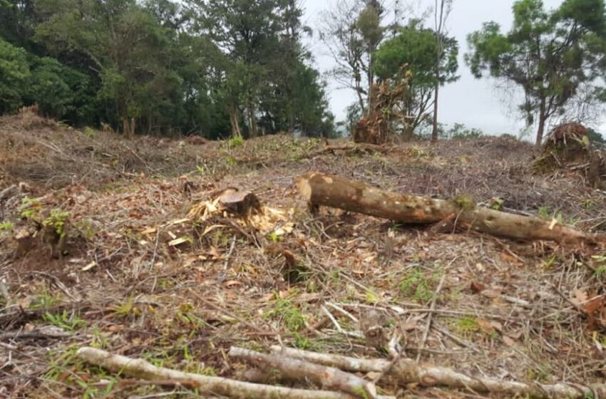  Fiscalía del Medio Ambiente investiga descombro en Parque Nacional Montaña de Comayagua