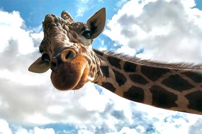  "Pancho" la jirafa del Centro Ecológico de Sonora se retira tras 26 años en el ecosafari