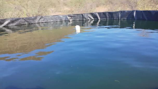 Pescadores de la presa Álvaro Obregón inician con acuacultura – Diario del Yaqui