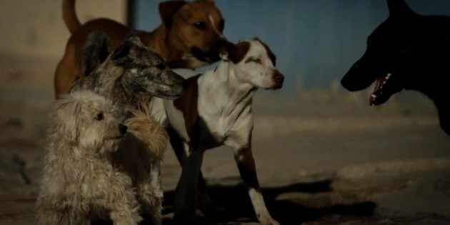  López Obrador propondrá prohibir el maltrato animal en la Constitución