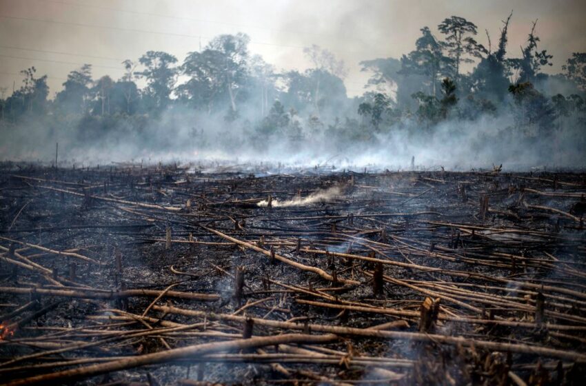  Gobierno fortalecerá medidas para la lucha contra delitos que afecten el medio ambiente