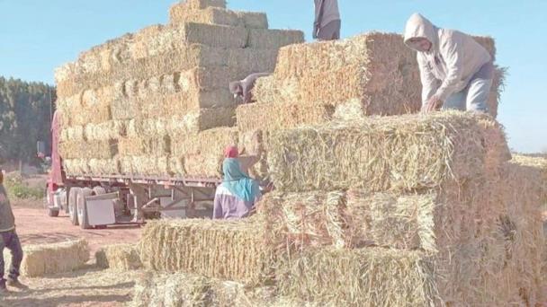  Sube el precio de pacas hasta en un 60%; ganaderos de Sonora viven crisis – Expreso