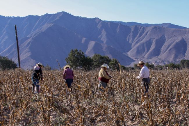  Impulsa Agricultura, con proyectos estratégicos, reactivación productiva en zonas áridas, de …