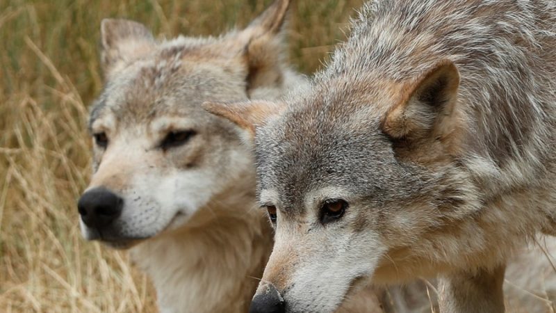  Francia facilitará las autorizaciones para matar a lobos en caso de ataques a rebaños