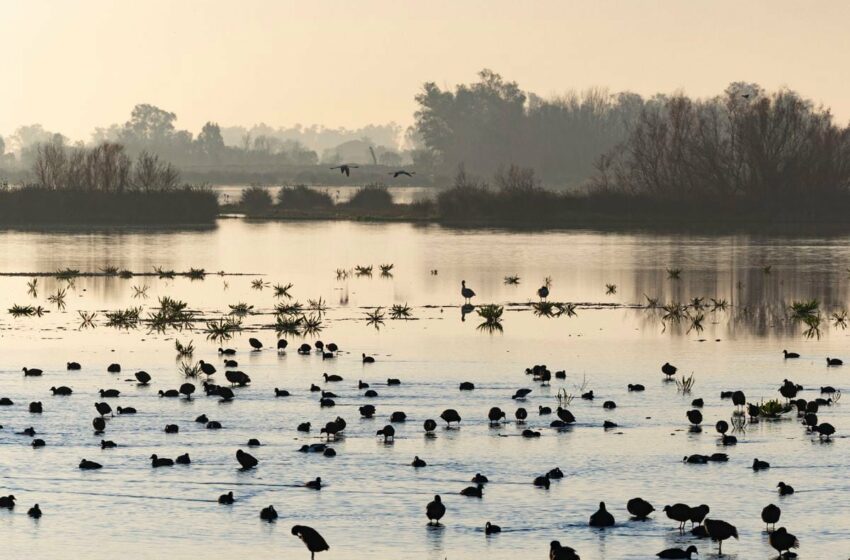  Mínimo histórico de aves en Doñana por la falta de agua | Clima y Medio Ambiente