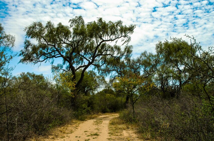  hasta el 1 de marzo es la convocatoria para propietarios de tierras con bosque nativo – Prensa Cba