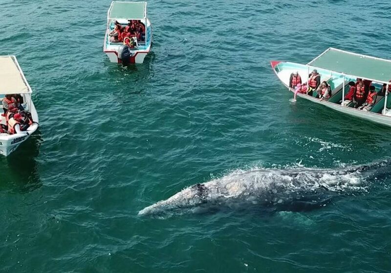  Ballenas grises buscan alimento en Baja California Sur – meganoticias