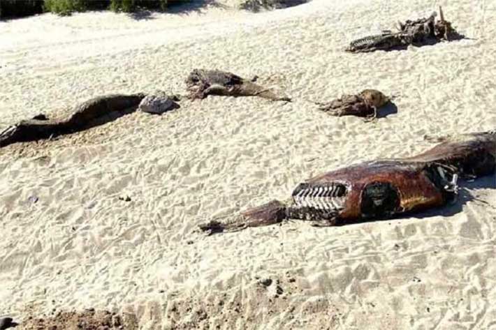  Se prende alerta en hábitat de vaquita marina: aparecen 28 delfines muertos