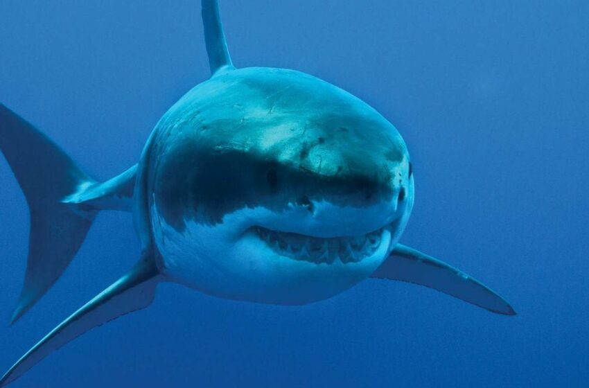  Pescadores capturan accidentalmente un tiburón blanco en Bahía de Kino, Sonora