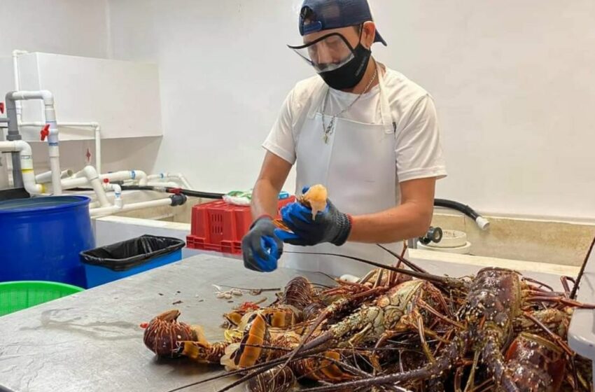  Crisis de langosta en Cozumel; pescadores buscan alternativas debido al mal clima