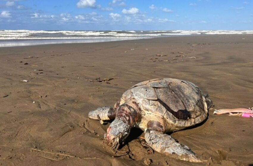  Localizan tortuga muerta en playa de Coatzacoalcos; la primera de 2024 | La Silla Rota