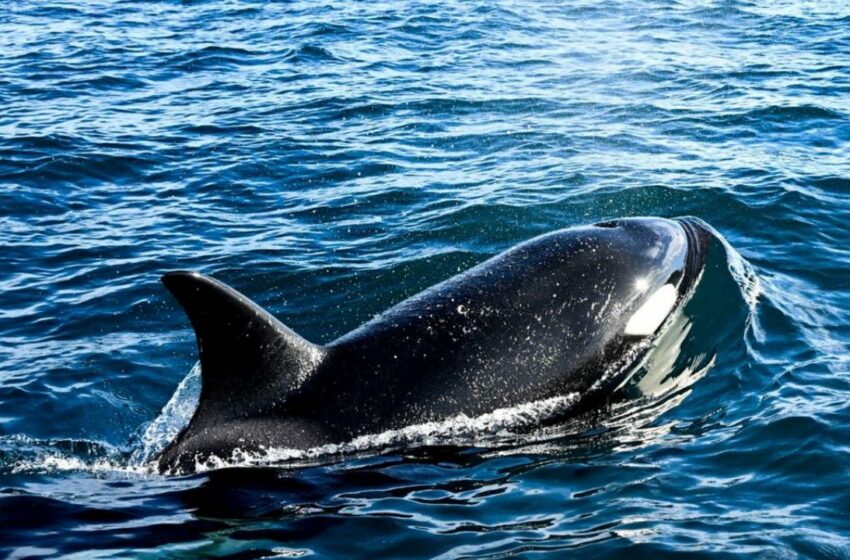  Pescadores de Sonora en alerta por avistamiento de orcas en sus playas: VIDEO