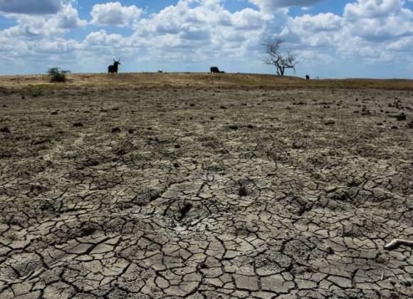  Obliga la sequía a los agricultores a sustituir alimentos que siembran – Vanguardia