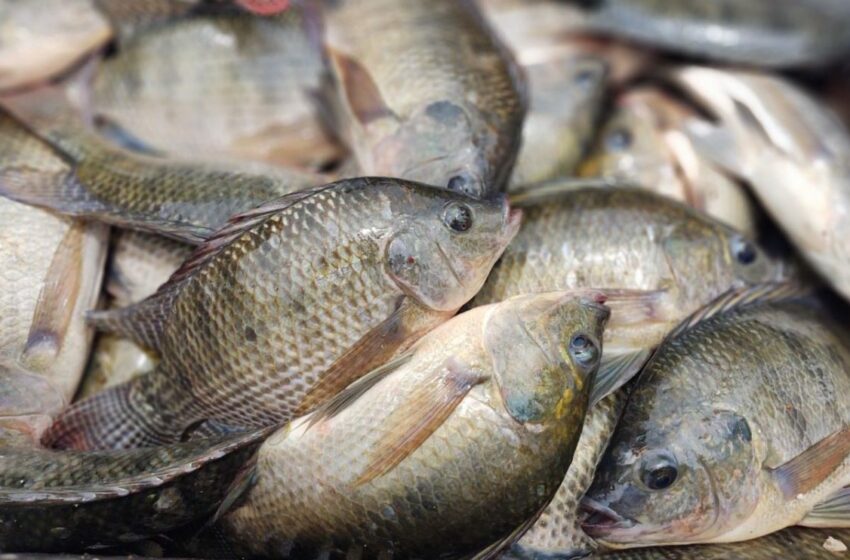  Alertan sobre tilapia china y de baja calidad en el mercado michoacano – Primera Plana MX