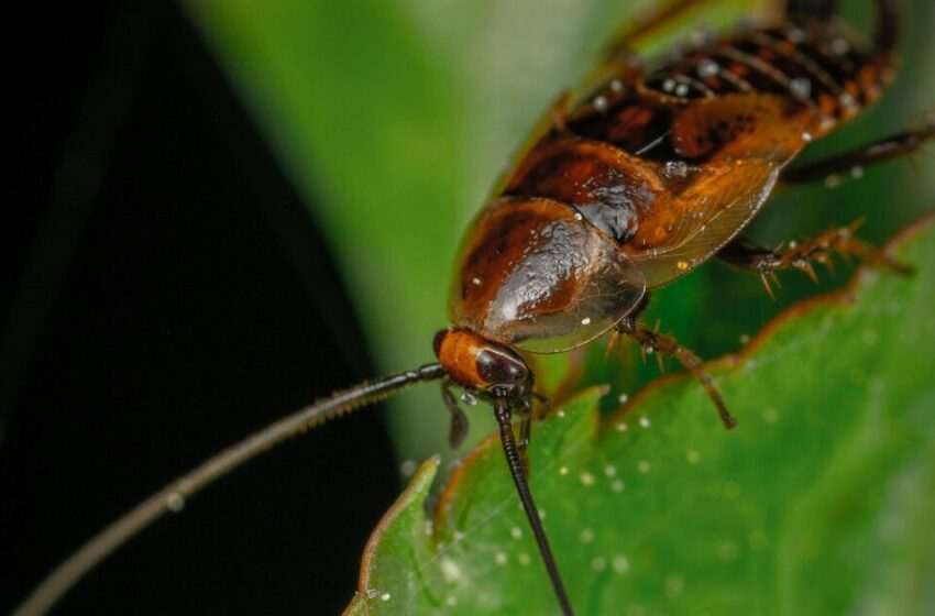  ¿Qué hacer para prevenir la aparición de cucarachas en temporada de calor? – TV Azteca