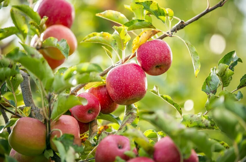  El vinagre de sidra de manzana podría ayudar a adelgazar