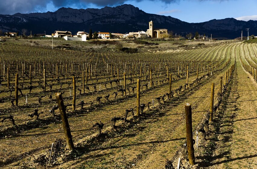  El vino español amenaza con ‘mudarse’ al sur de Inglaterra por el cambio climático
