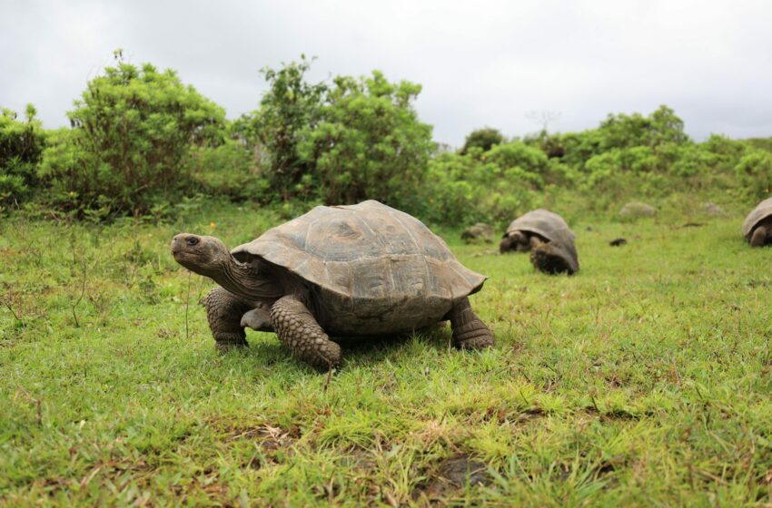  Lo más leído | Alerta por minería ilegal en ríos de Perú, conservación de tortugas y …