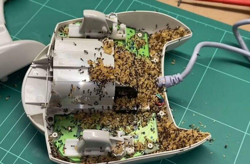  Un youtuber australiano encuentra un mando de consola infestado de hormigas durante una limpieza