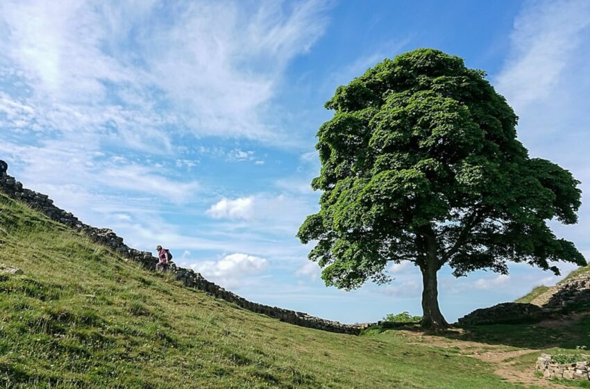  Ven posibilidades de una nueva vida para el Sycamore Gap, el árbol más fotografiado de Reino Unido
