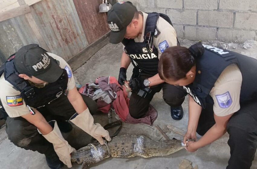 Policía de Medio Ambiente rescata un caimán en el sector de Trinipuerto, sur de Guayaquil