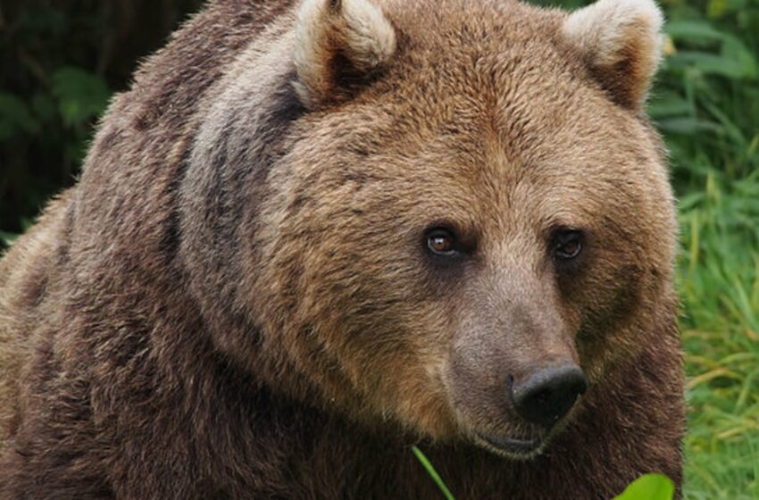 Destapan el misterio de los osos pandas marrones