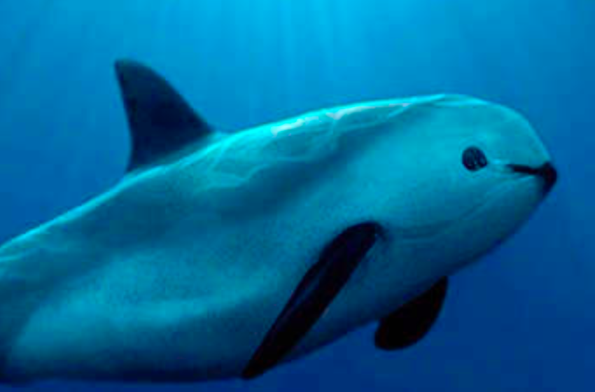  Hemos logrado reducir 79% la pesca ilegal de la vaquita marina: Semar