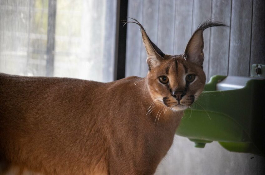  La Guardia Civil decomisa un lince africano en Málaga que fue introducido por avión … – EL PAÍS