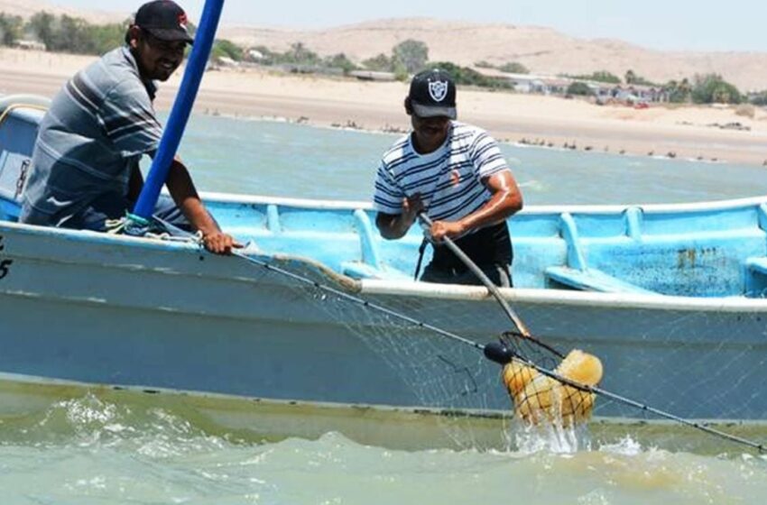  Aguamala está chica señalan expertos; piden retrasar su extracción en Guaymas y Empalme