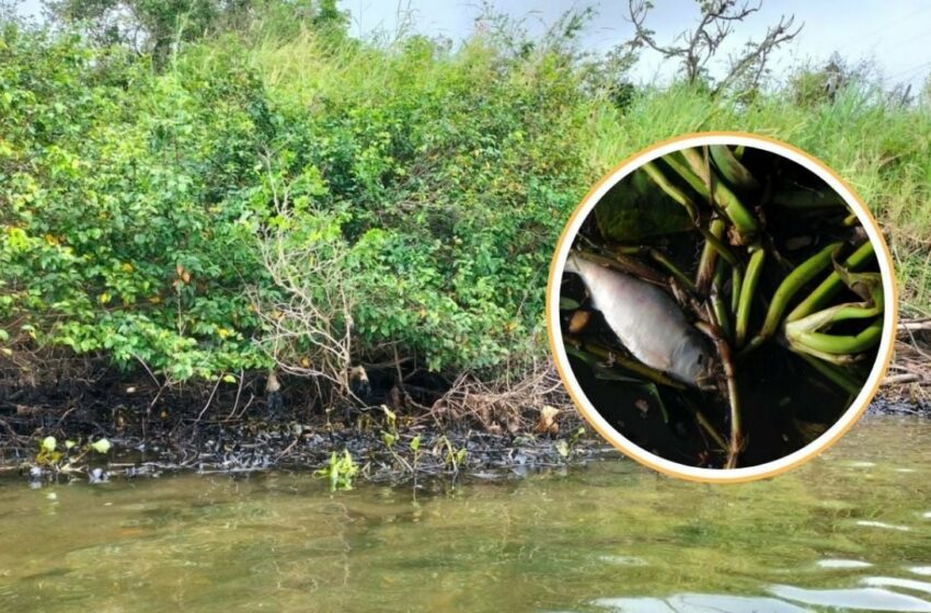  Derrame de hidrocarburo provoca mortandad de peces en río Coatzacoalcos | La Silla Rota