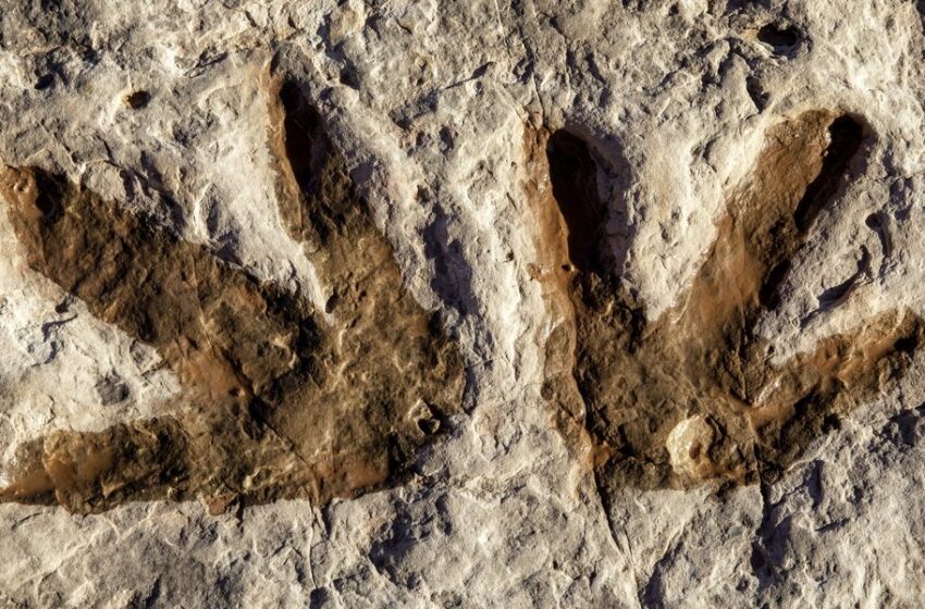  Unos arqueólogos descubren nuevas huellas de dinosaurio y misteriosos símbolos junto a ellas