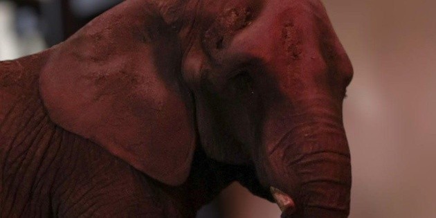  Elefanta Annie llega al Zoológico de San Juan de Aragón en CDMX desde Jalisco