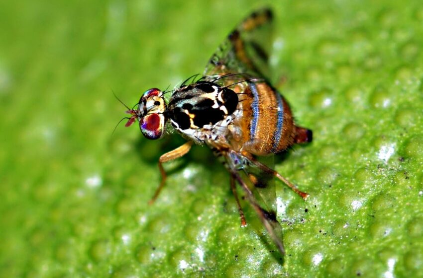  Brotes de mosca de la fruta a la baja en BCS; solo hay en Todos Santos, informa Sepada