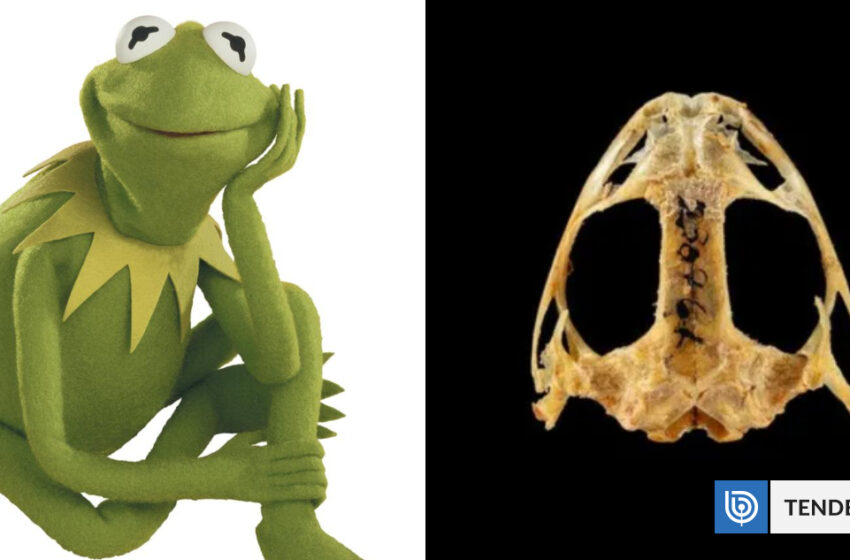 Científicos nombran fósil de 270 millones de años en honor a la rana «René» de Los Muppets