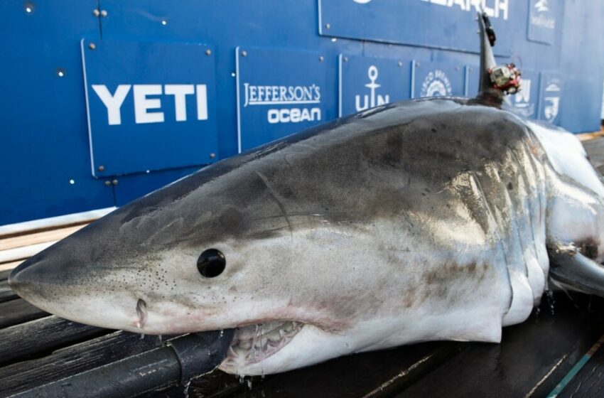 Alerta en las aguas de Florida por la presencia de un tiburón blanco – TV Azteca