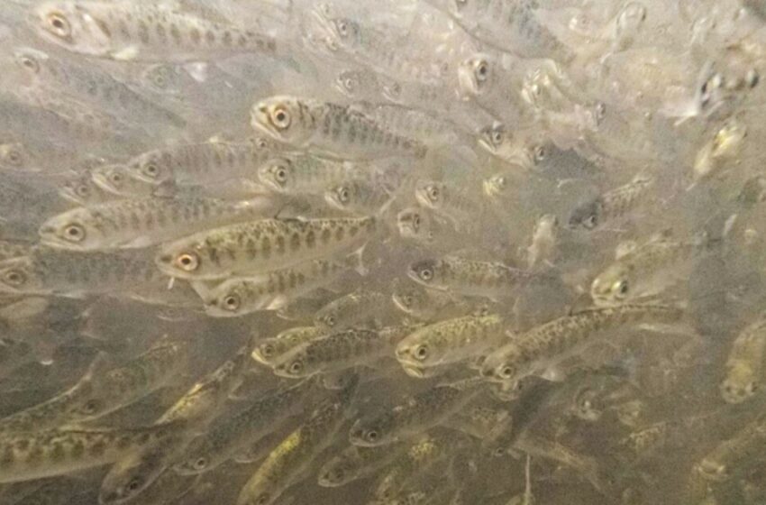  California: el extraño caso de los más de 800,000 peces que murieron en un río – TV Azteca