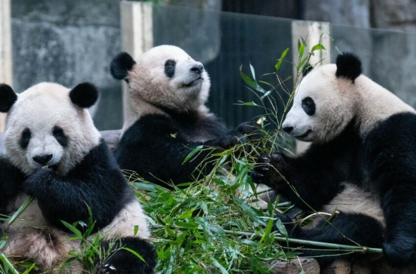  China y EU trabajarán por conservación de osos panda – Eje Central