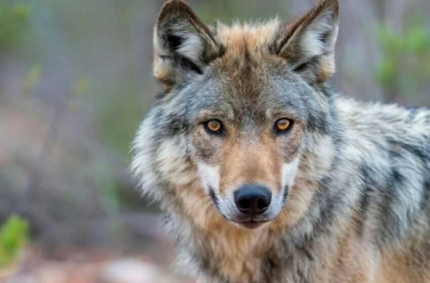  La población de lobos mexicanos continúa prosperando – Eje Central