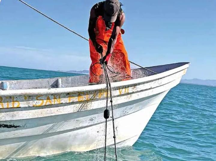  Y en la zona de la vaquita marina, todo sigue igual