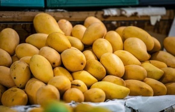  El mango reduce el riesgo de enfermedades crónicas – El Porvenir