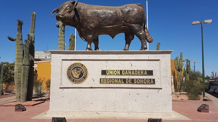 Sonora exporta anualmente el 30 por ciento de ganado a nivel nacional: UGRS