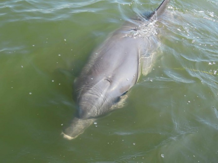  Día mundial de los delfines – AVC Noticias
