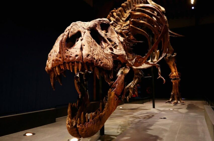  ¿Más inteligentes que los monos? Los científicos desafían la afirmación de la inteligencia del T. Rex