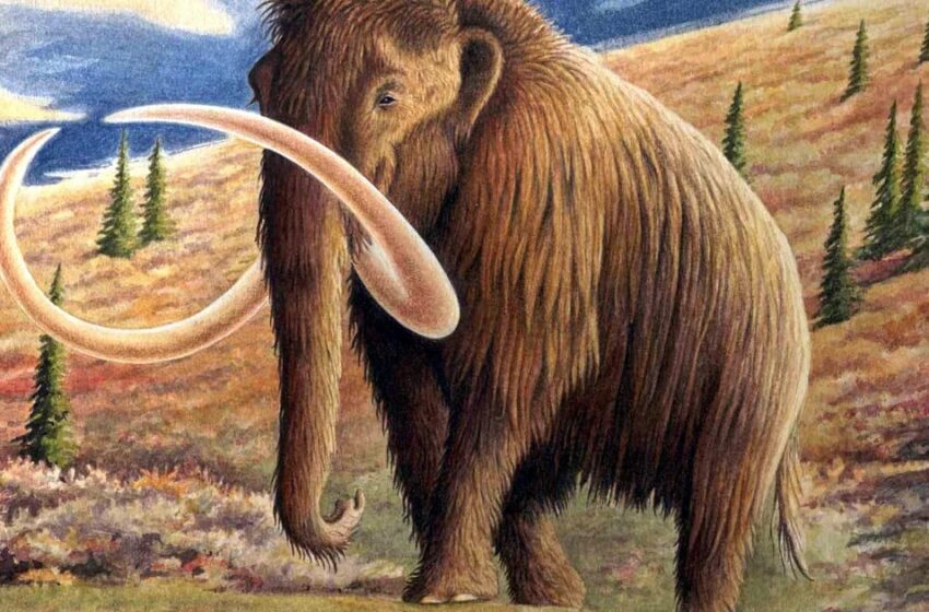  ¿Jurassic Park? Una empresa planea obtener ganancias resucitando especies extintas como al mamut lanudo