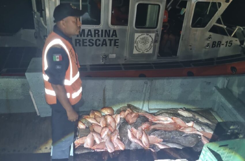  Incautan 294 kilos de pescado en Progreso – Diario de Yucatán