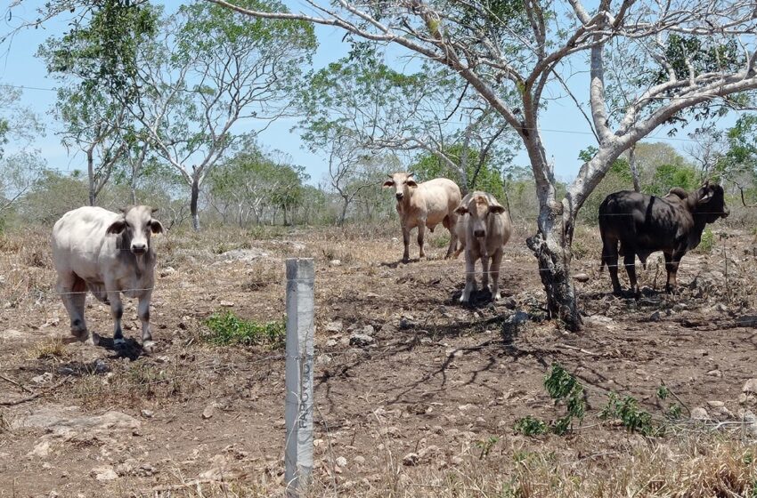  Ganaderos reportan pérdidas por la sequía – Diario de Yucatán