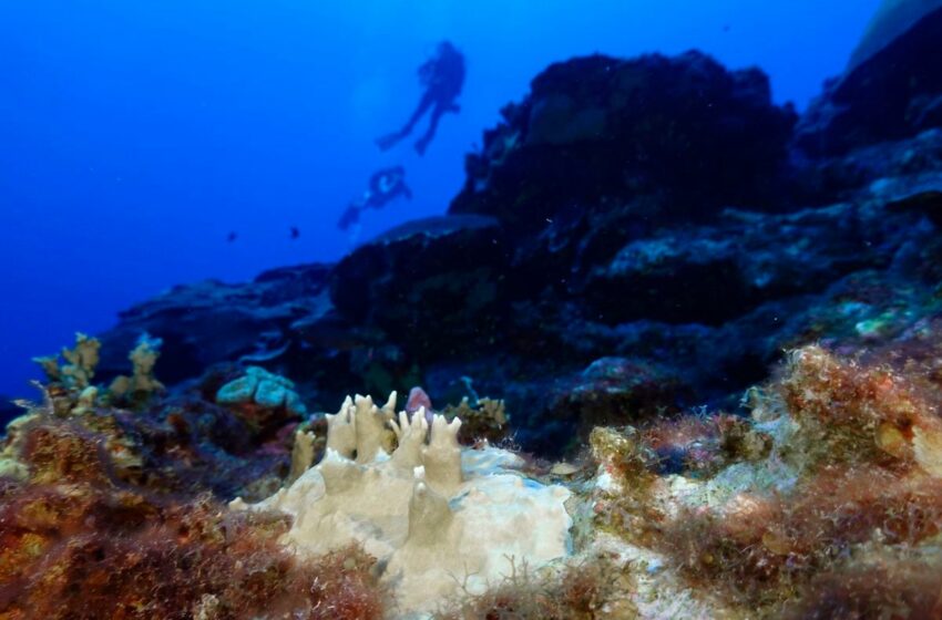  Los corales del mundo se enfrentan a una nueva ola de blanqueamiento
